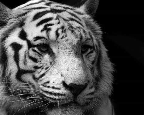 Choose from 490+ white tiger graphic resources and download in the form of png, eps, ai or psd. 21+ Animal Wallpapers, Backgrounds, Images | FreeCreatives