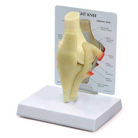 Buy Knee Joint Model Human Body Anatomy Replica Of Normal Knee Joint