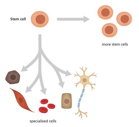 All You Need To Know About Stem Cell