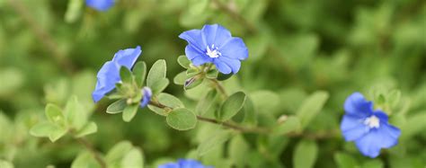 The Top 12 Groundcover Plants For Florida