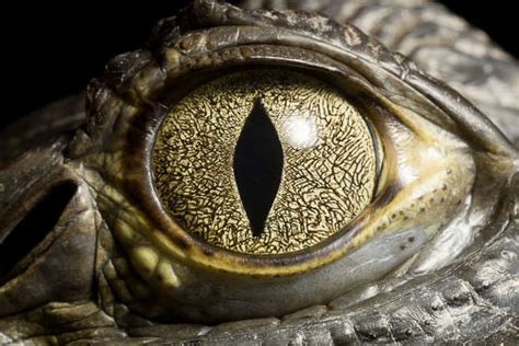 La Leyenda De Los Reptilianos Seres Extraterrestres O Intraterrestres