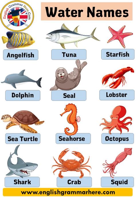 Water Animals Name Sea Animals Name Definition And Example Sentences
