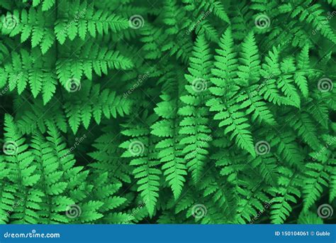 Beautiful Ferns Leaves Green Foliage Natural Floral Fern Background