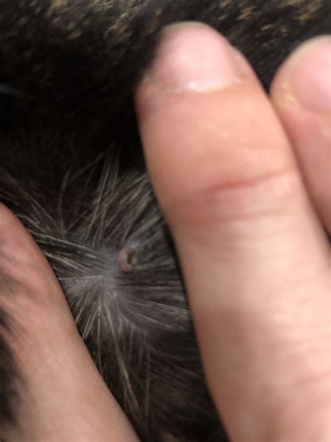 How to identify one, what causes skin tags, and how to safely remove them. Skin tag/mole on my cat's back?? | TheCatSite