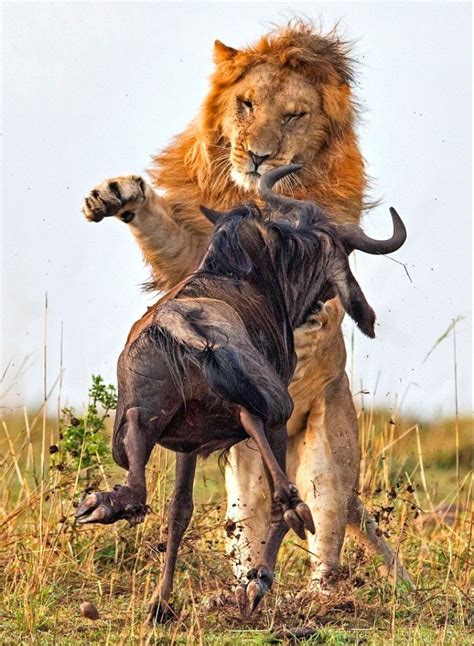 Imágenes dramáticas de un león cazando ñus Pictolic