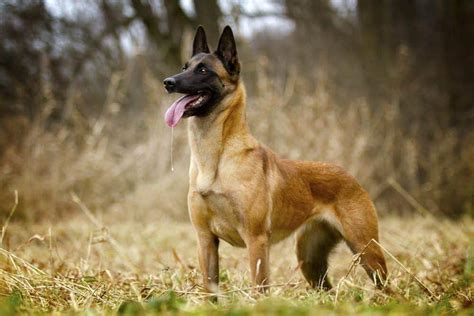 Belgian Malinois Breed Info Pics Puppies And Facts Hepper