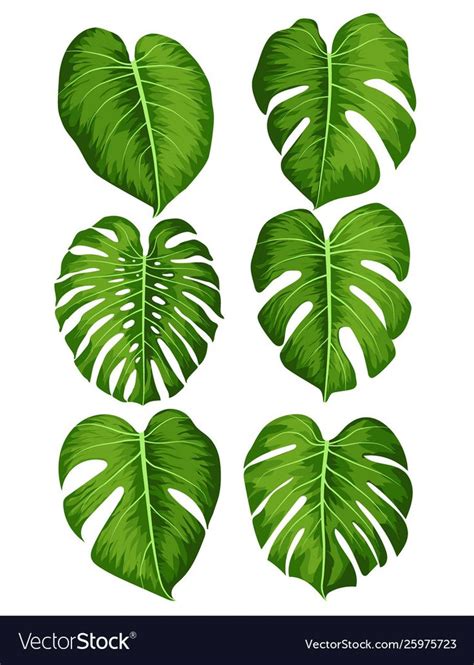 Four Green Tropical Leaves On A White Background Stock Photo Edit And