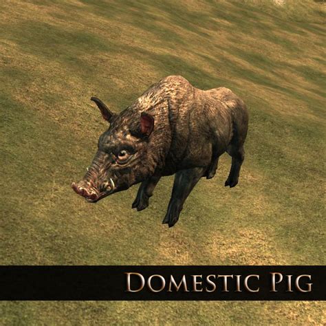 Domestic Pig Mortal Online Wiki Fandom Powered By Wikia