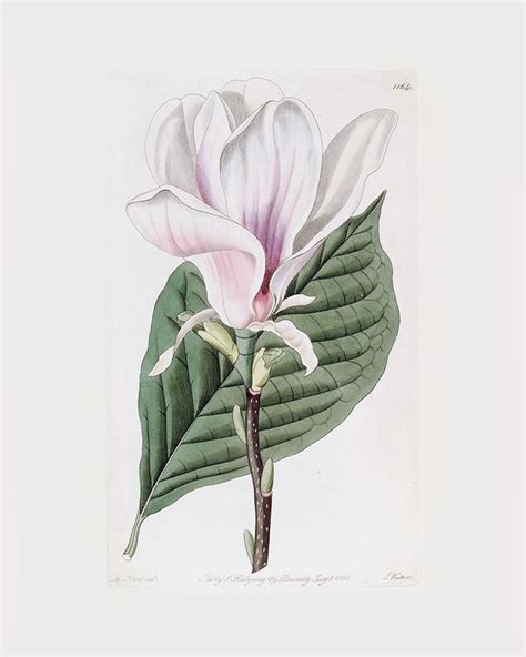 Vintage Pink Magnolia Flower Botanical Art Print Botanicalart