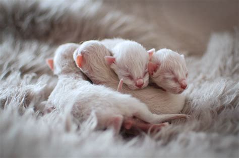 How To Sex Newborn Kittens Newborn Kittens