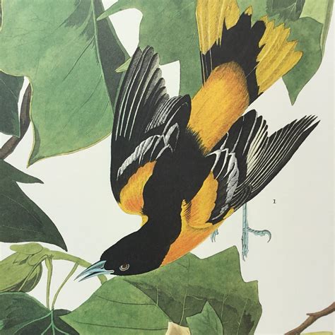 baltimore oriole audubon print princeton audubon world s only direct princeton audubon prints