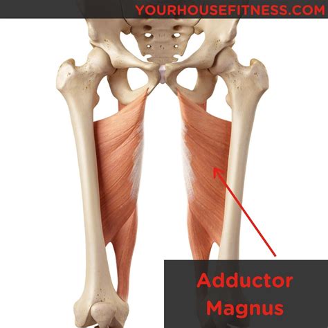 Muscle Breakdown Adductor Magnus