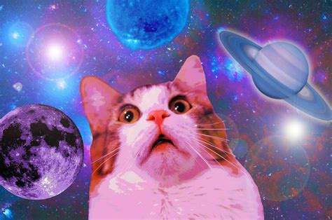 100 Funny Cat Wallpapers For Free