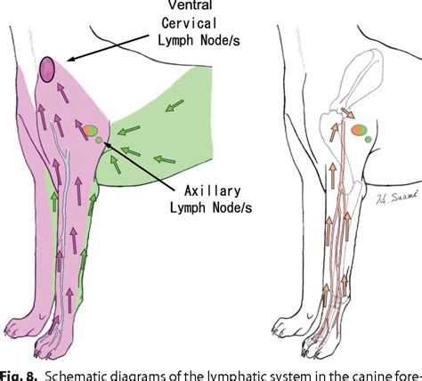 Dog Anatomy Lymph Nodes