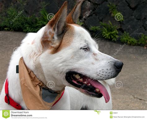 Dog Profile Stock Image Image 60821