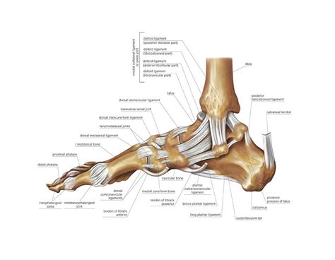 Foot Joints Photograph By Asklepios Medical Atlas Pixels