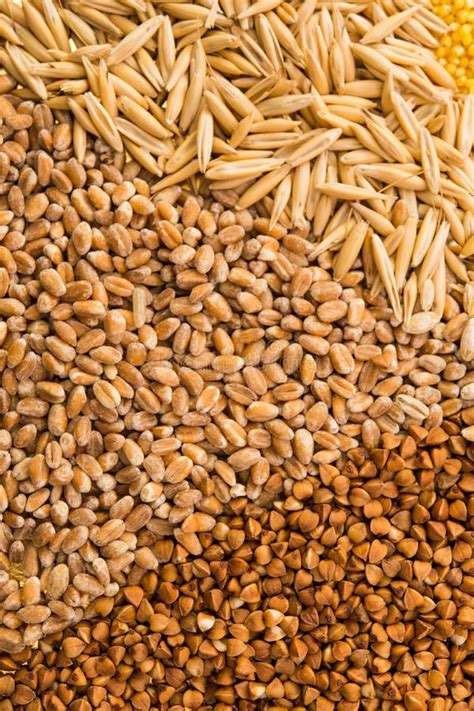 Collection Set Of Cereal Grains Stock Photo Image Of Collage