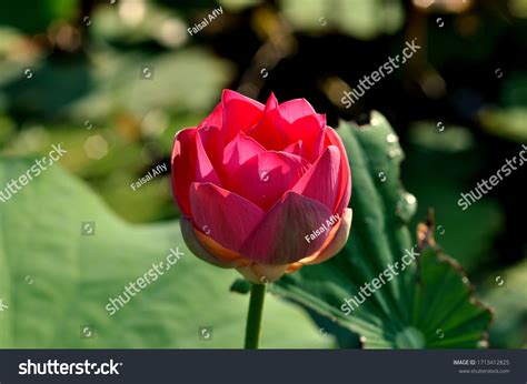 Lotus Flower Chinese Culture Stock Photo 1713412825 Shutterstock