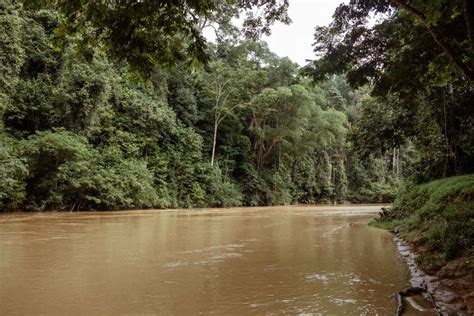 The 14 Best Things To Do In Taman Negara National Park