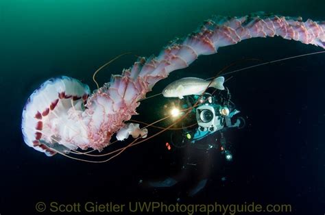 Diving Underwater With Giant Jellyfish Underwater Photography Guide