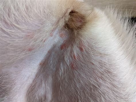 She S Female And Was Spayed 2 Months Ago She Started Having One Pimple And Not There Are