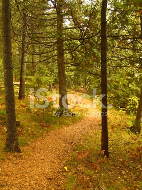 Forest Path Stock Photo Royalty Free Freeimages