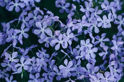 25 Fabulous Colors That Go With Periwinkle To Create A Mood