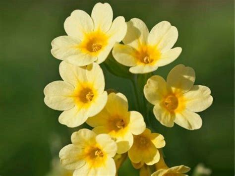 If you are interested in other similar forums, please check out the related forums section on the right. Pin by 엘라 구 on flowers | Shade flowers, Shade loving ...