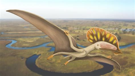 Unearthed Toothless Pterosaur Jaw Belongs To Species Previously Unknown