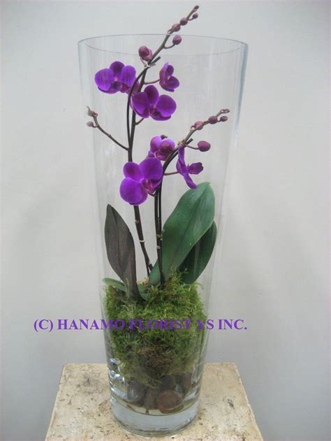 Orch014 Orchid In The Tall Glass Vase Orchids Floral Arrangements Orchids Orchid Plants