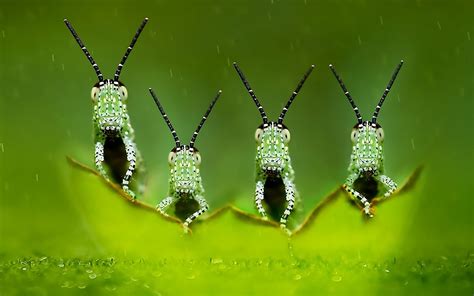 Animal Insect Hd Wallpaper