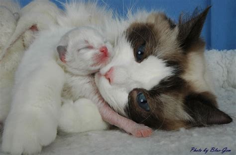 Since our breeders started their romance late last year show quality kittens have perfect or near perfect markings, and come with showing rights. Contact Blue Gem Ragdoll Cats - Ragdoll Breeder - Ohio