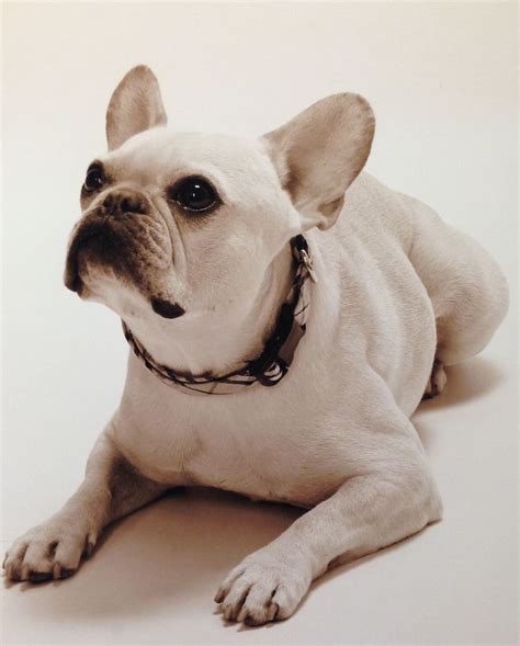 55 Similar Breeds To French Bulldog Image Bleumoonproductions
