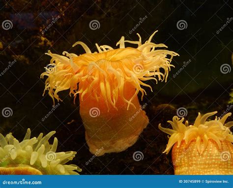 Sea Anemone Stock Image Image Of Invertebrate Flower 30745899