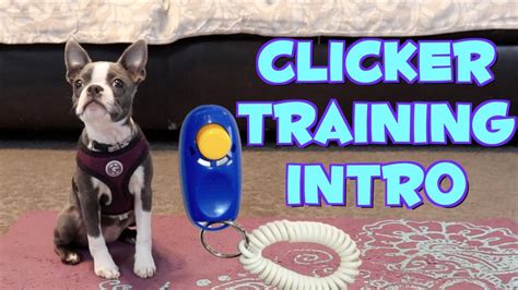 Introducing Our New Puppy To Clicker Training Youtube