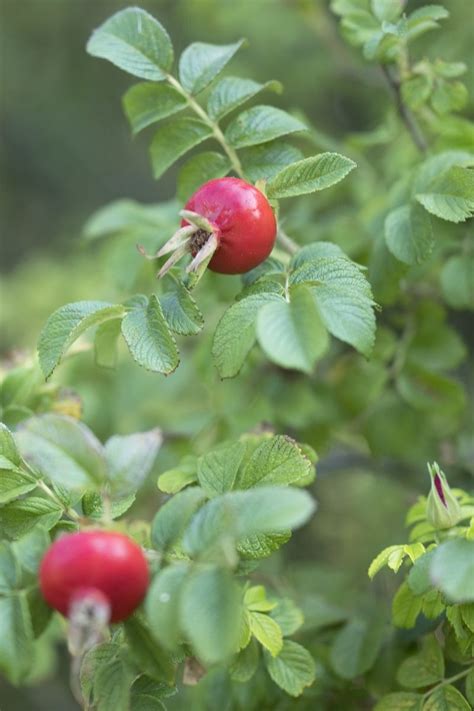Maybe you would like to learn more about one of these? Wildobst im Garten: pflanzen, pflegen & ernten ...