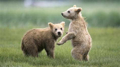 Brown Bear Cubs Copying Wrestling Adults Daily Mail Online