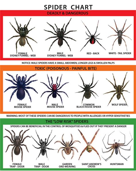Spider Identification Charts Oztec Pest Management