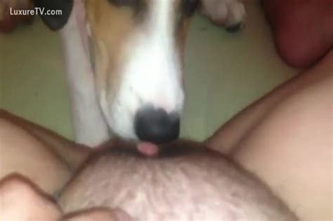 Dog Licking Some Pubes