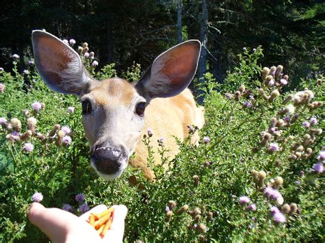 Feeding Deer More Harm Than Good