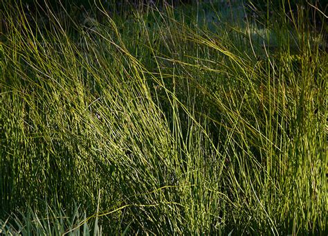 For these reasons, the most popular types are the varieties that can be. G is for Grass — Landscapology | Brisbane landscape architects