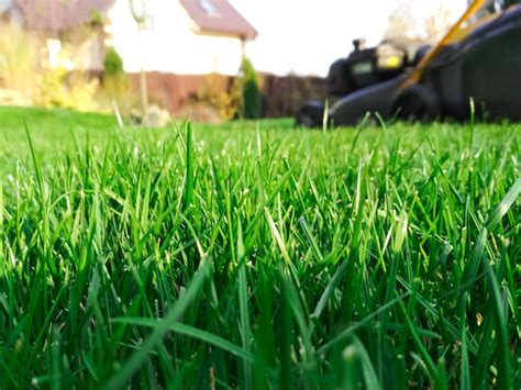 How to Choose the Right Grass Seed for Your Lawn | Jonathan Green