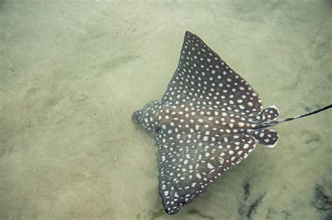 Look At These Cute Spotted Eagle Ray Pups That Were Born At Discovery