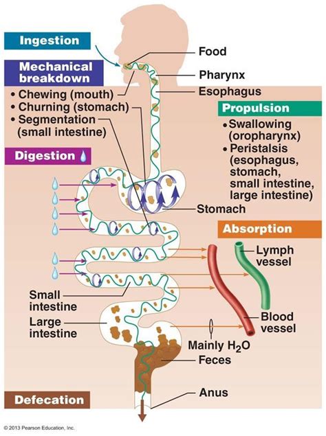 The Digestive System The Phases Of Digestion Great Diagram Showing