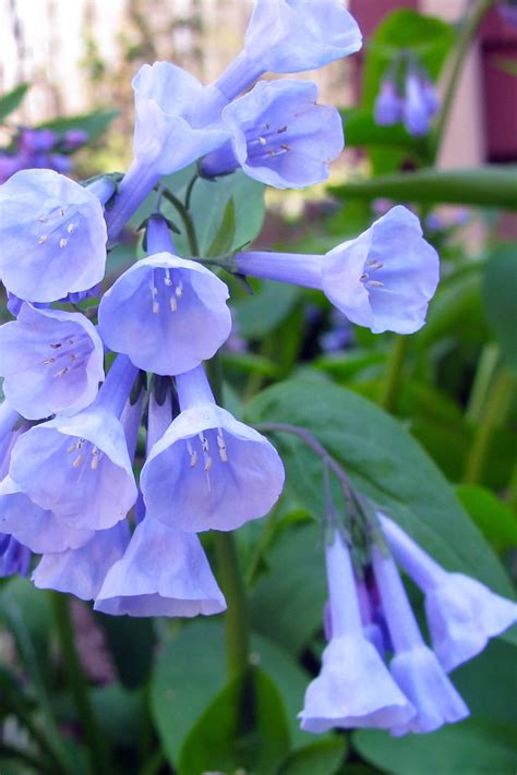 Virginia Bluebell Plants For Sale Wholesale Nursery Co