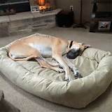 Petco Beds For Dogs Pictures