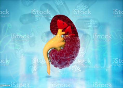 Human Kidney Anatomy On Science Background Stock Photo Download Image