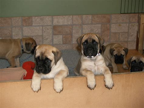 We get the puppies socialized at a very young age to be your best addition! Bullmastiff Puppies For Sale | Cheyenne, WY #273260