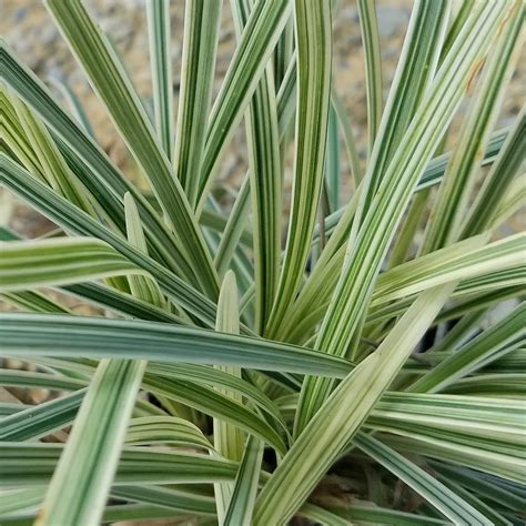Home depot hours of operation may vary by store, so we've collected them in one convenient location to help you find your. 2.5 Qt. Aztec Grass(Liriope), Live Grass, Green and White ...