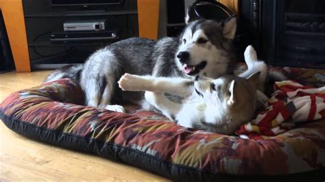 12 Weeks Old Alaskan Malamute Puppy Play With His Mummy Youtube